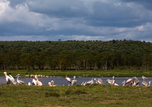 Great White Pelicans (Pelecanus onocrotalus), Rift Valley Province, Nakuru, Kenya