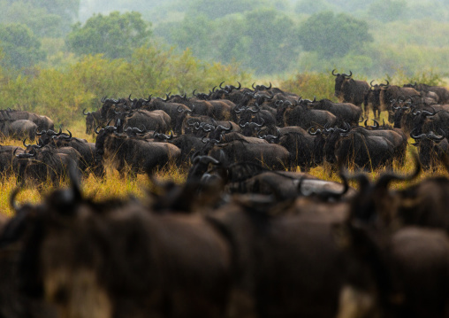 Wildebeests migration, Rift Valley Province, Maasai Mara, Kenya