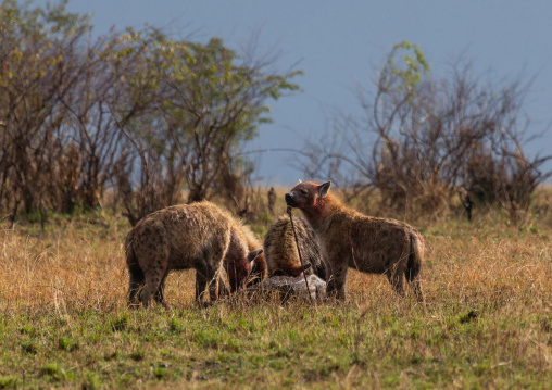 Spotted Hyenas eating a carcass, Rift Valley Province, Maasai Mara, Kenya