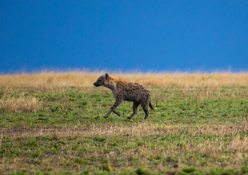 Spotted Hyena running, Rift Valley Province, Maasai Mara, Kenya