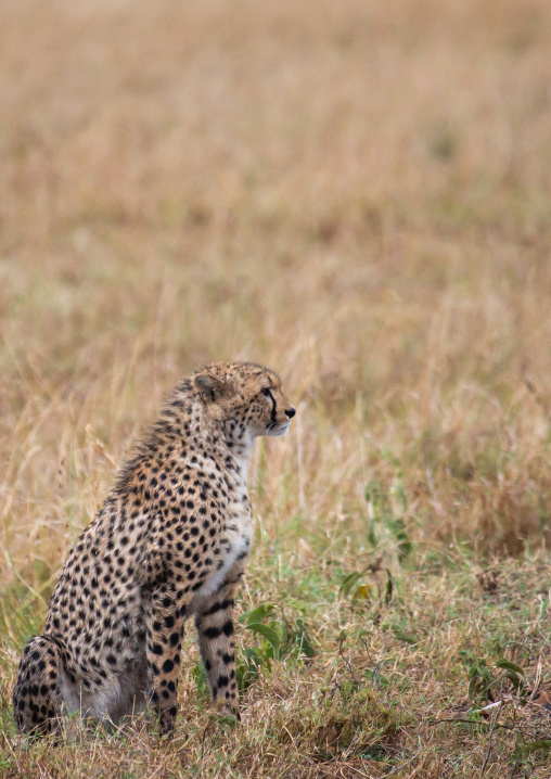 Cheetah (acinonyx jubatus), Rift Valley Province, Maasai Mara, Kenya