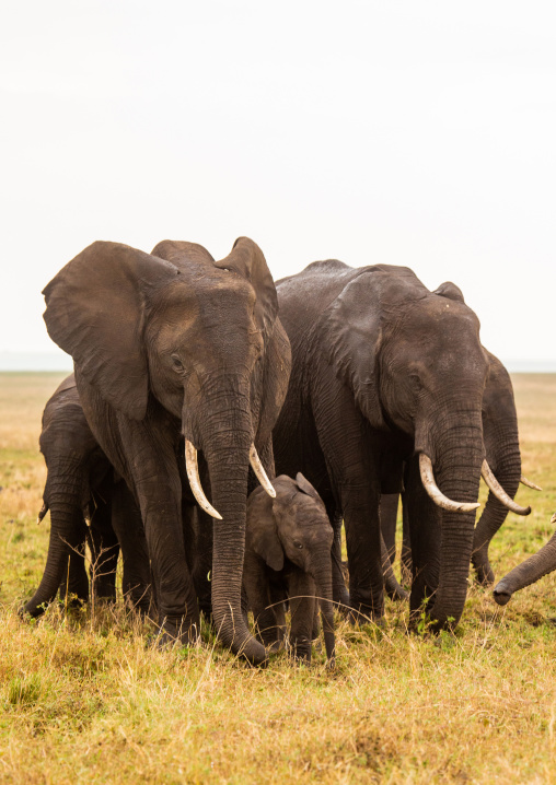 Elephants (Loxodonta africana), Rift Valley Province, Maasai Mara, Kenya