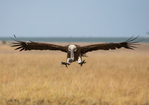Vulture landing, Rift Valley Province, Maasai Mara, Kenya