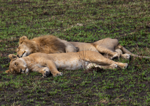 Lions couple sleeping after mating, Rift Valley Province, Maasai Mara, Kenya
