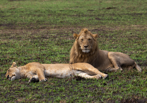 Lions couple resting after mating, Rift Valley Province, Maasai Mara, Kenya