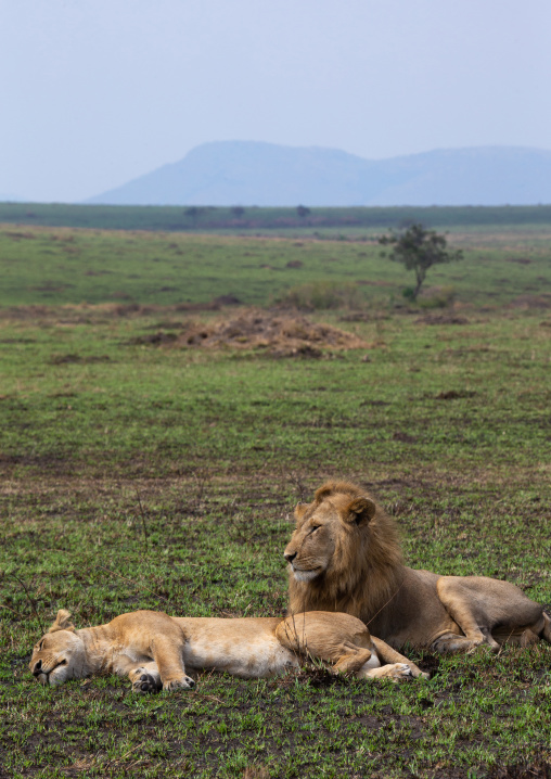 Lions couple resting after mating, Rift Valley Province, Maasai Mara, Kenya