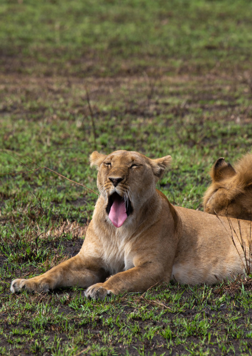 Lioness yawning, Rift Valley Province, Maasai Mara, Kenya