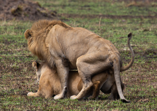 Lions couple mating, Rift Valley Province, Maasai Mara, Kenya