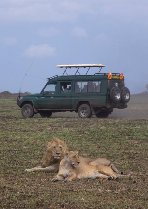 Lions couple ready to mate in front of tourists, Rift Valley Province, Maasai Mara, Kenya