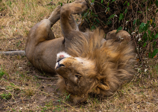 Lion rolling on its back, Rift Valley Province, Maasai Mara, Kenya