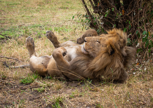 Lion rolling on its back, Rift Valley Province, Maasai Mara, Kenya