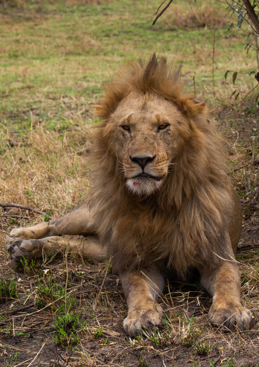 Lion looking at camera, Rift Valley Province, Maasai Mara, Kenya
