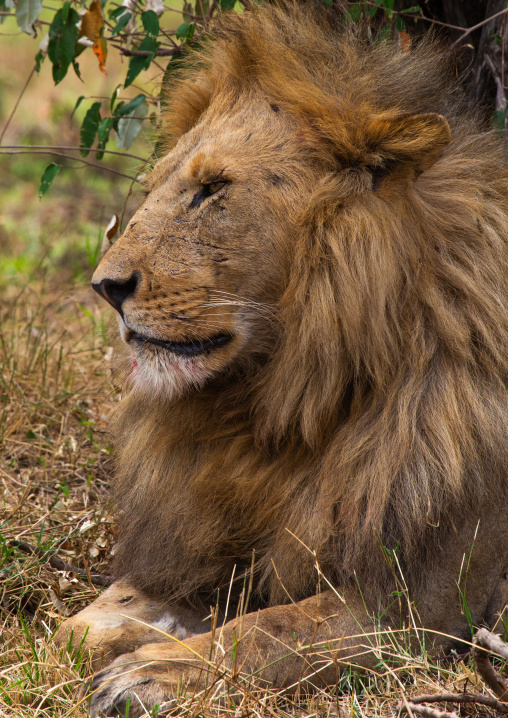 Lion head, Rift Valley Province, Maasai Mara, Kenya