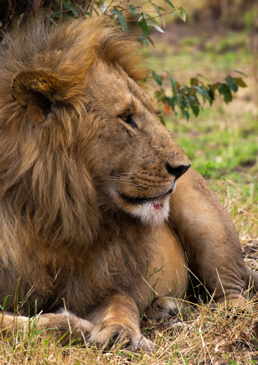 Lion head, Rift Valley Province, Maasai Mara, Kenya