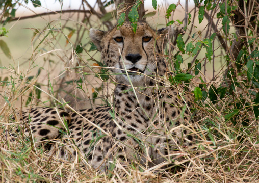 Cheetah (acinonyx jubatus) hiding in the savannah, Rift Valley Province, Maasai Mara, Kenya