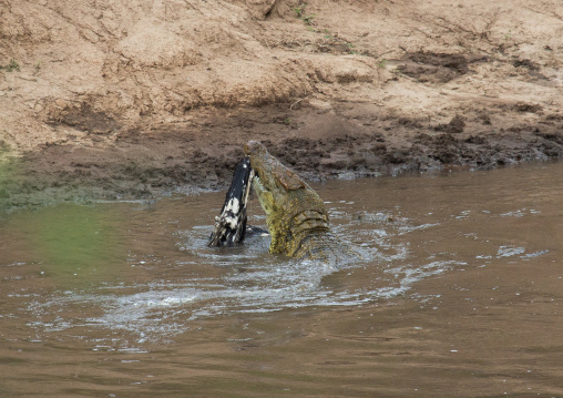 Crocodile eating a zebra, Rift Valley Province, Maasai Mara, Kenya