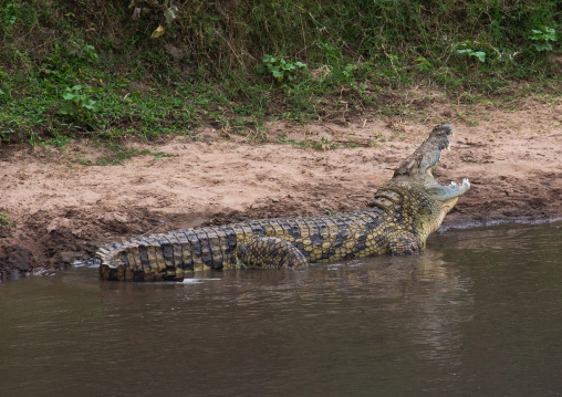 Crocodile with open mouth, Rift Valley Province, Maasai Mara, Kenya