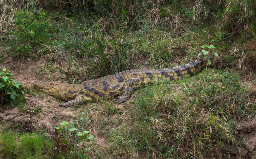 Crocodile on a river bank, Rift Valley Province, Maasai Mara, Kenya