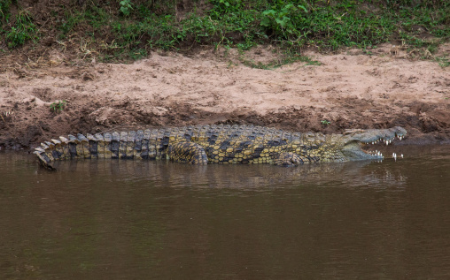 Crocodile in a river, Rift Valley Province, Maasai Mara, Kenya