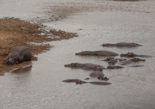 hippopotamus (hippopotamus amphibius) in a river, Rift Valley Province, Maasai Mara, Kenya