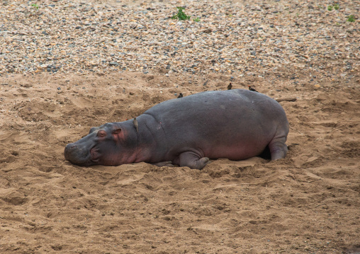 hippopotamus (hippopotamus amphibius) sleeping on the sand, Rift Valley Province, Maasai Mara, Kenya