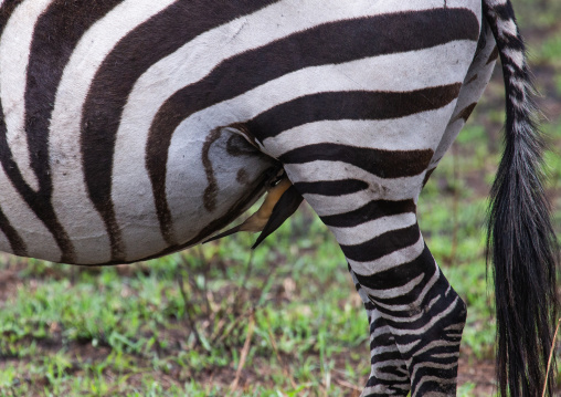 Bird eating parasites on a zebra, Rift Valley Province, Maasai Mara, Kenya