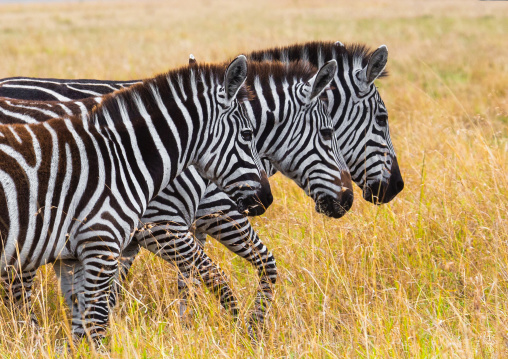 Three zebras seen from side view, Rift Valley Province, Maasai Mara, Kenya