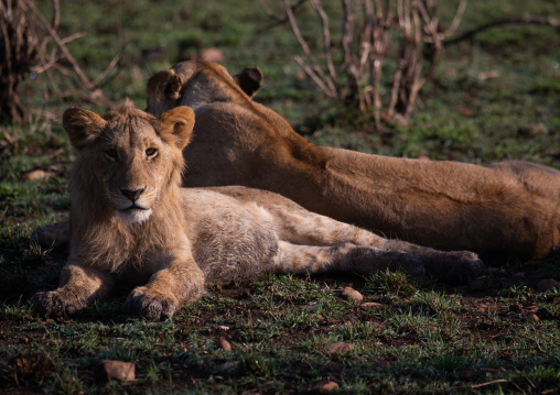 Lions couple ready to mate, Rift Valley Province, Maasai Mara, Kenya