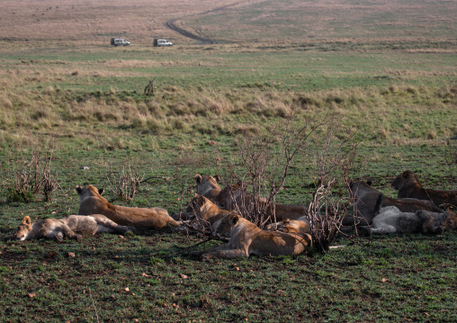 Lions family resting, Rift Valley Province, Maasai Mara, Kenya