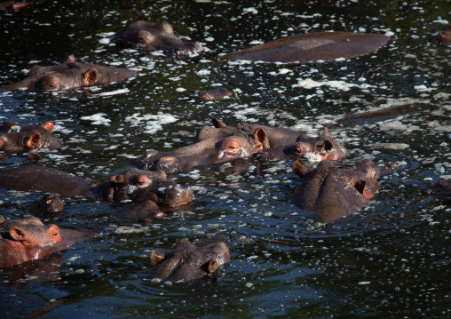 hippopotamus (hippopotamus amphibius) in water, Rift Valley Province, Maasai Mara, Kenya