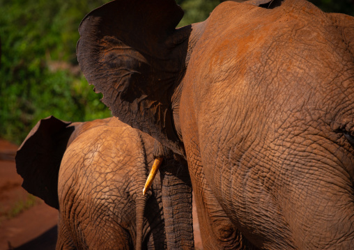 Rear view of elephants herd, Samburu County, Samburu National Reserve, Kenya