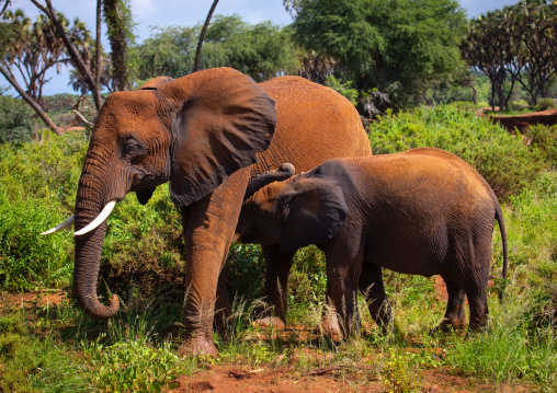 Elephant mother milking her baby, Samburu County, Samburu National Reserve, Kenya