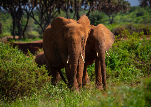 Elephants herd in green grass after rain, Samburu County, Samburu National Reserve, Kenya