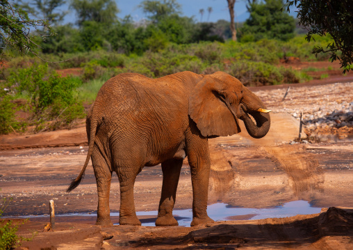 Elephant in front of a dry river, Samburu County, Samburu National Reserve, Kenya