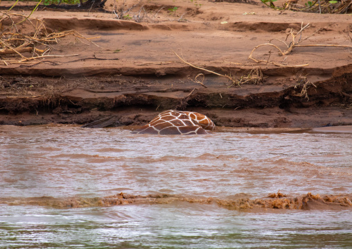 Dead reticulated giraffe after flooding, Samburu County, Samburu National Reserve, Kenya