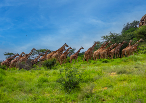 Herd of reticulated giraffes (Giraffa camelopardalis reticulata), Samburu County, Samburu National Reserve, Kenya