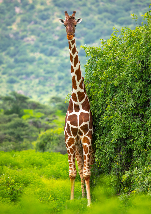 Female reticulated giraffe (Giraffa camelopardalis reticulata), Samburu County, Samburu National Reserve, Kenya