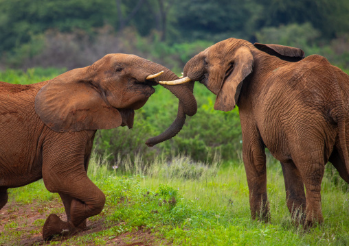 Elephants fighting, Samburu County, Samburu National Reserve, Kenya