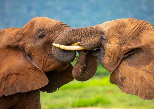 Elephants fighting, Samburu County, Samburu National Reserve, Kenya