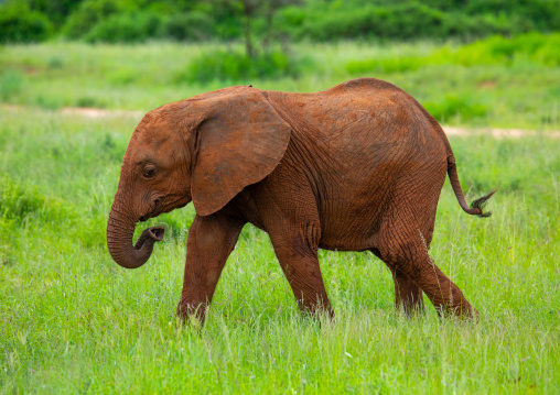 Baby elephant in green grass after rain, Samburu County, Samburu National Reserve, Kenya