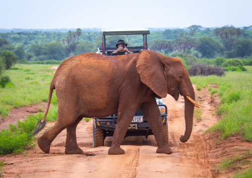 Elephant passing in front of a tourist car, Samburu County, Samburu National Reserve, Kenya