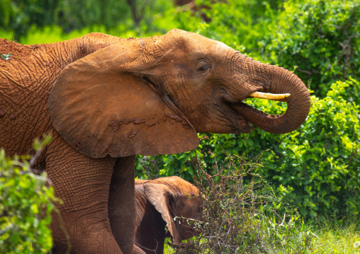 Male elephant eating, Samburu County, Samburu National Reserve, Kenya