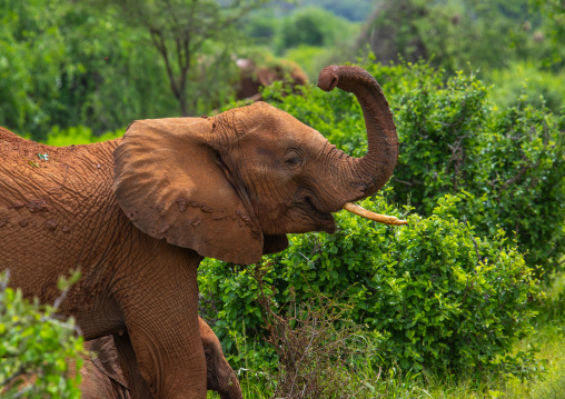 Elephant putting mud on his body, Samburu County, Samburu National Reserve, Kenya