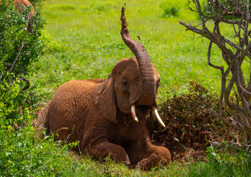 Elephant putting mud on his body, Samburu County, Samburu National Reserve, Kenya
