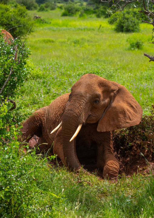 Elephant lying in the mud, Samburu County, Samburu National Reserve, Kenya
