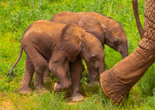 Rare elephant twins with their mother, Samburu County, Samburu National Reserve, Kenya