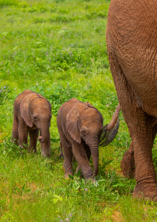 Rare elephant twins babies with their mother, Samburu County, Samburu National Reserve, Kenya