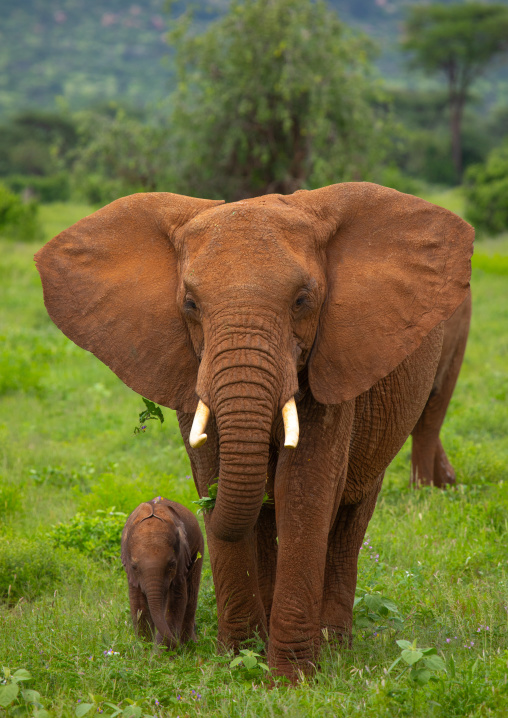 Elephant mother with her baby, Samburu County, Samburu National Reserve, Kenya