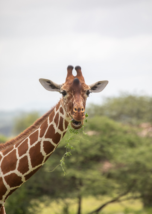Male reticulated giraffe eating (Giraffa camelopardalis reticulata), Samburu County, Samburu National Reserve, Kenya