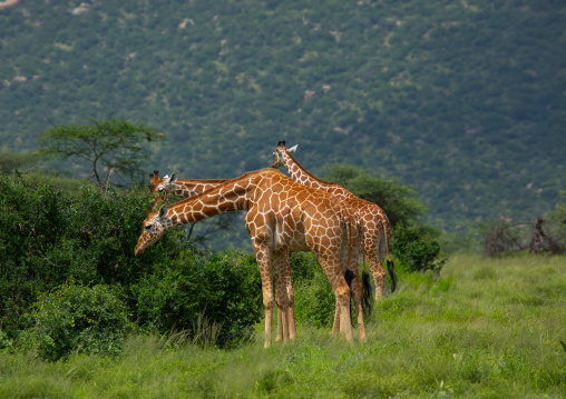 Reticulated giraffes eating (Giraffa camelopardalis reticulata), Samburu County, Samburu National Reserve, Kenya